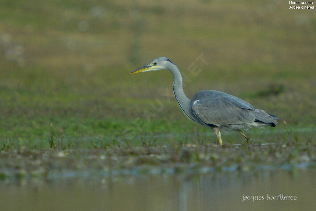 Grey Heron