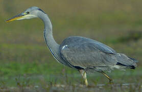 Grey Heron