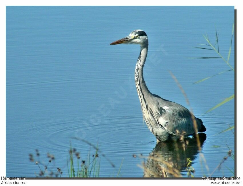 Grey Heron