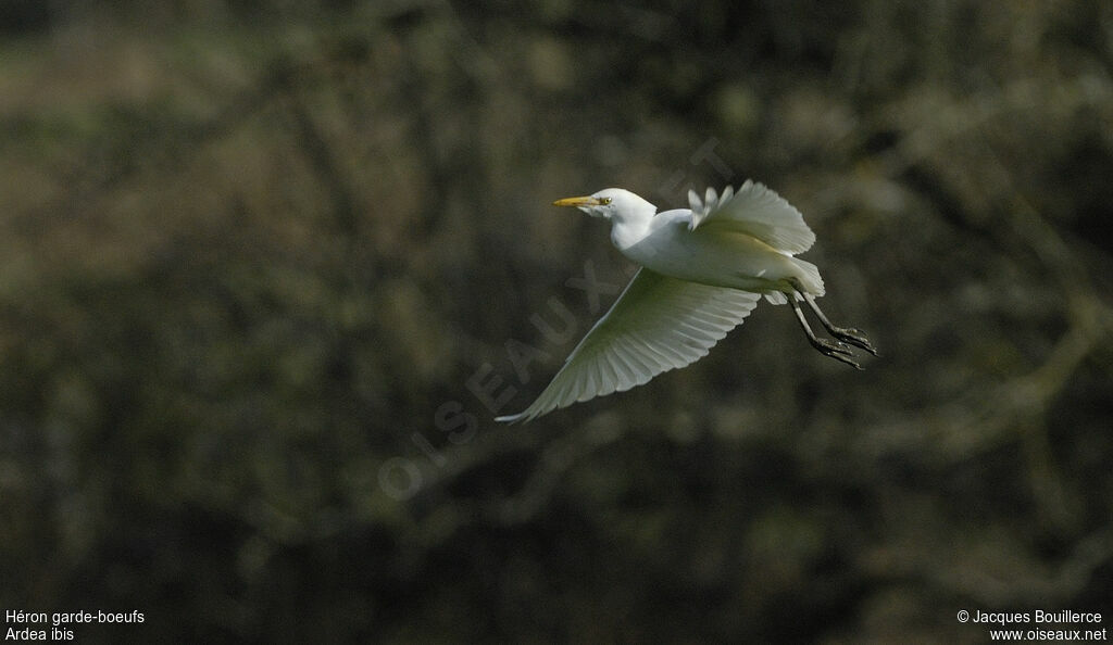 Western Cattle Egret