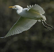 Western Cattle Egret