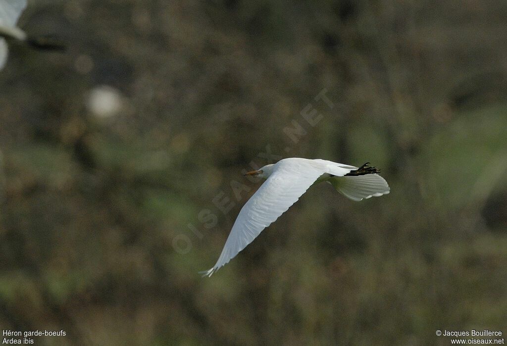 Western Cattle Egret