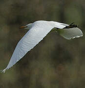 Western Cattle Egret