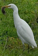 Western Cattle Egret