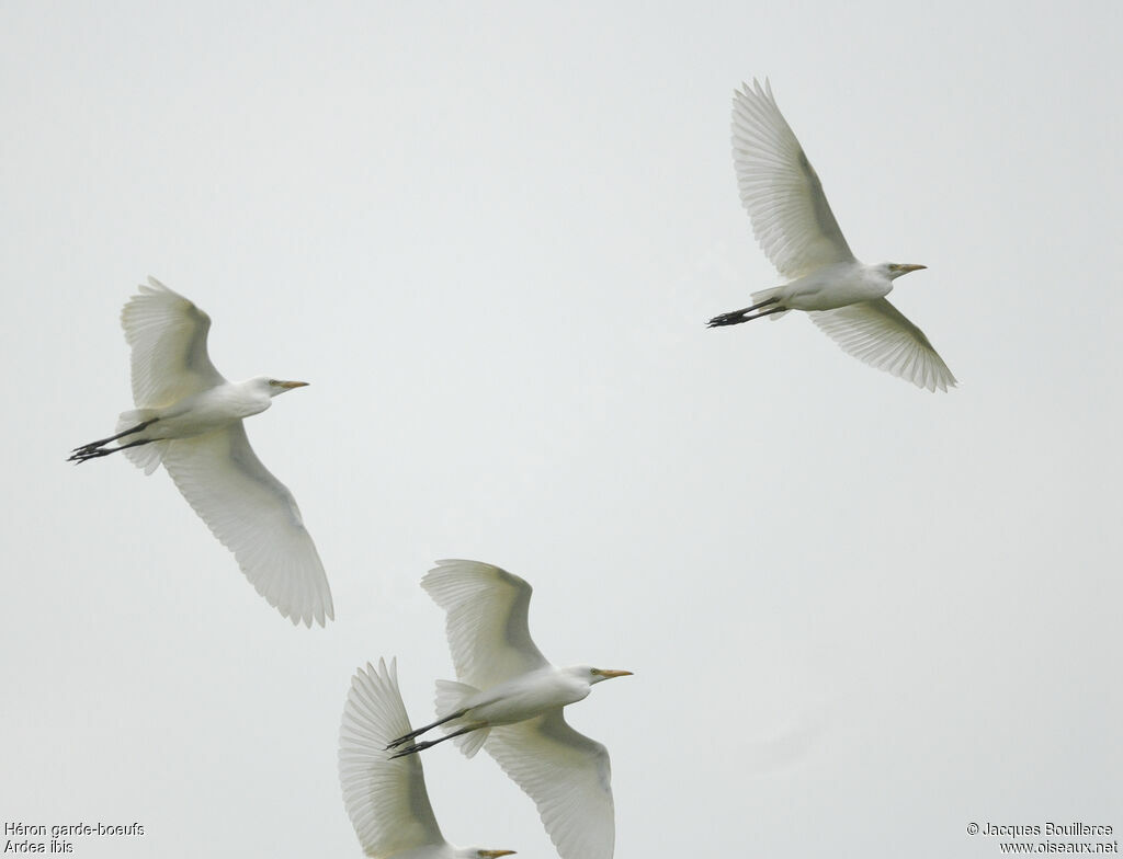 Western Cattle Egret