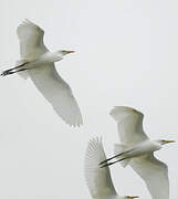 Western Cattle Egret