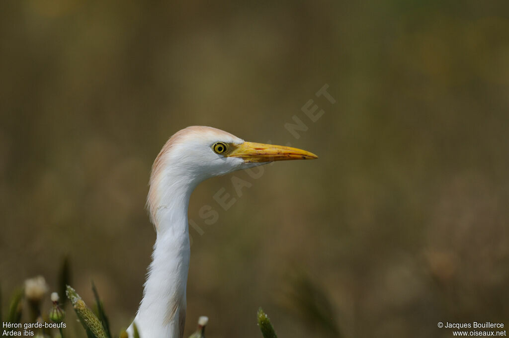 Western Cattle Egretadult breeding