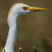 Western Cattle Egret