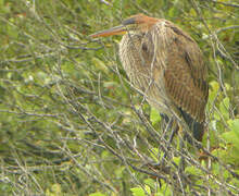 Purple Heron