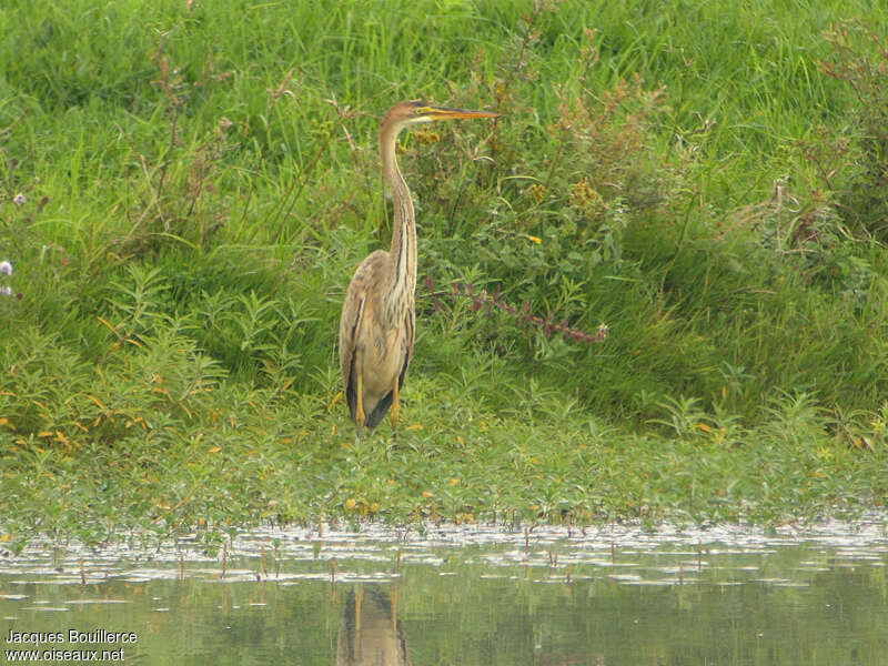 Héron pourpréjuvénile, identification