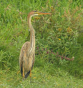 Purple Heron