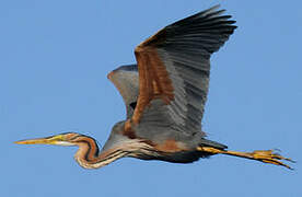 Purple Heron