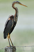 Purple Heron