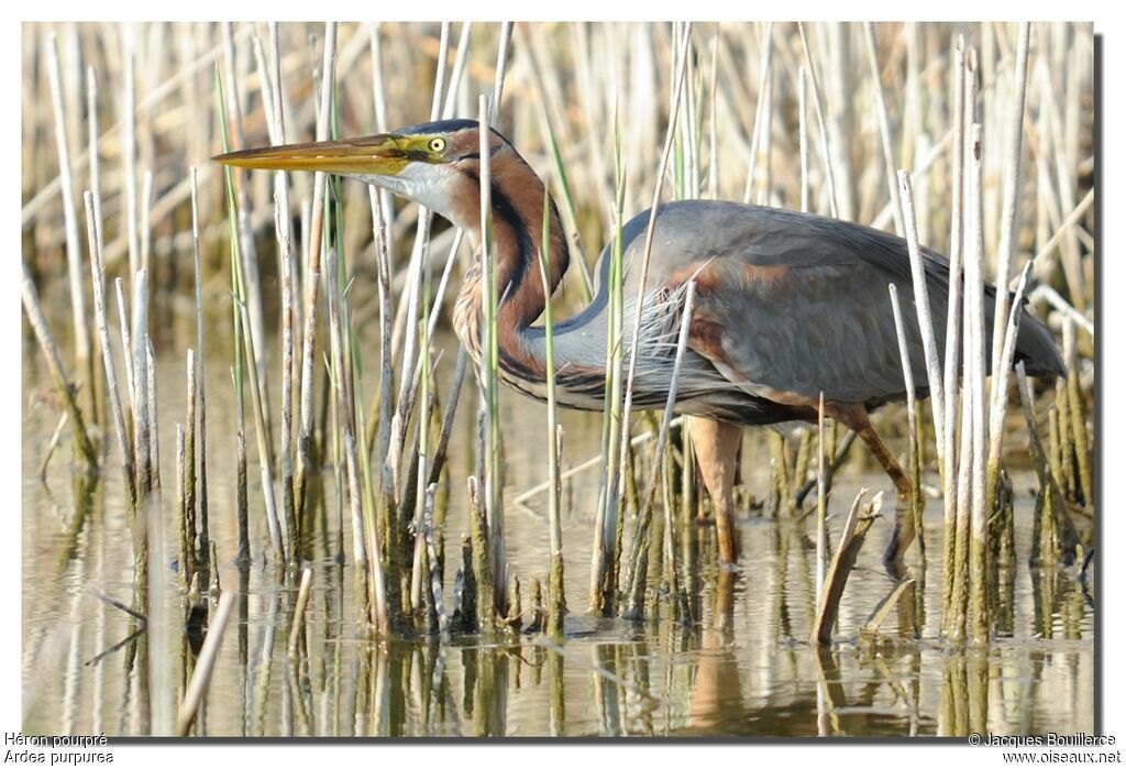 Purple Heron