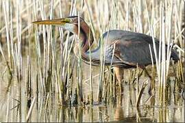 Purple Heron