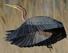 Purple Heron