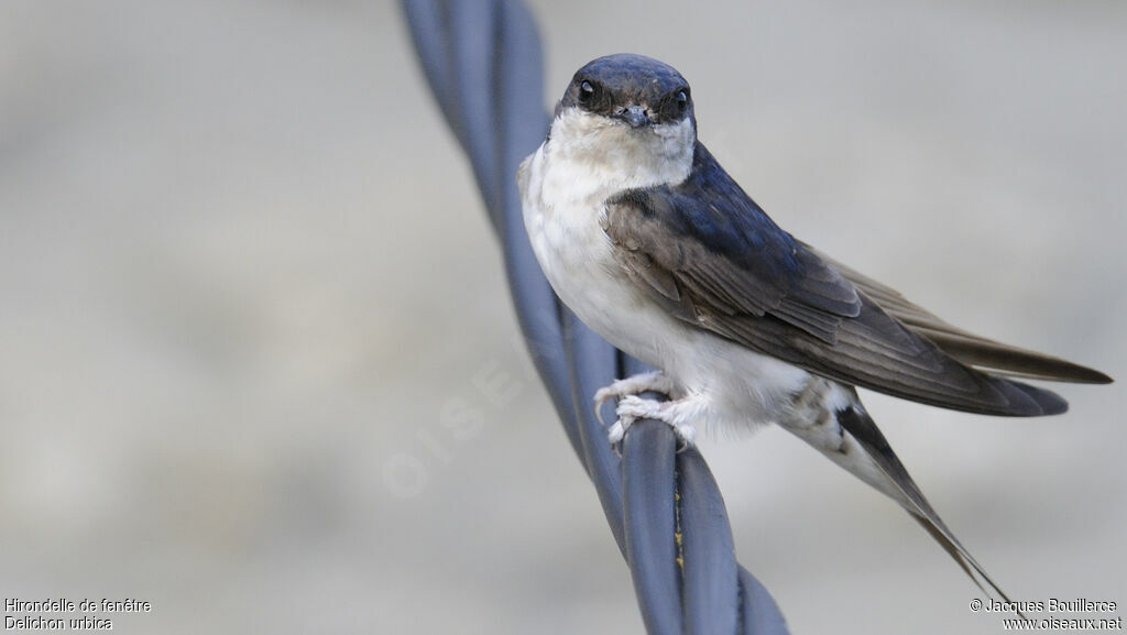 Western House Martin