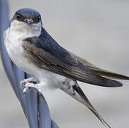 Western House Martin