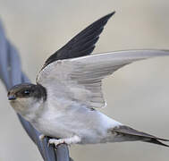 Western House Martin