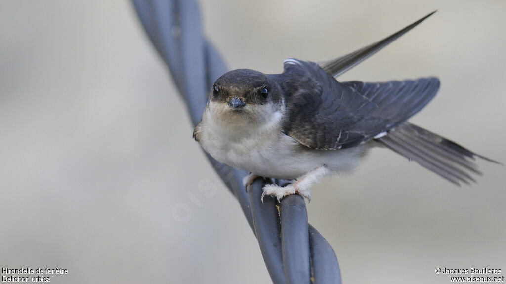 Common House Martin