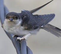 Western House Martin