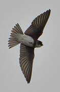 Sand Martin