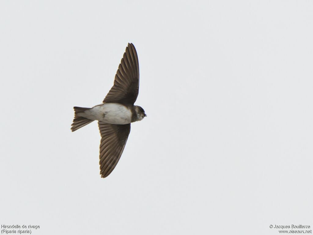 Sand Martin