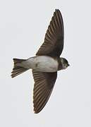 Sand Martin