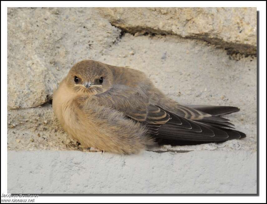 Eurasian Crag Martinjuvenile, identification