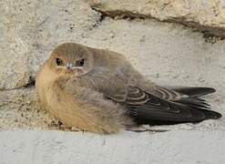 Eurasian Crag Martin