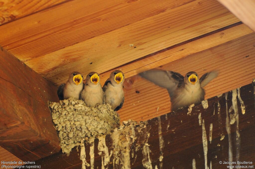 Hirondelle de rochers