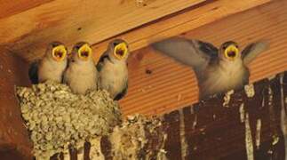 Eurasian Crag Martin