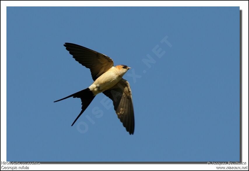 Red-rumped Swallowadult