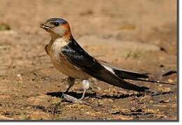 Red-rumped Swallow