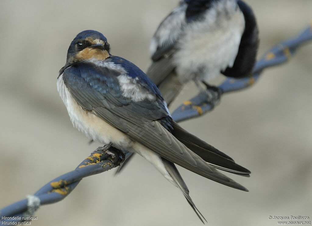 Barn Swallow