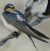 Barn Swallow