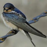 Barn Swallow