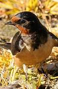 Barn Swallow