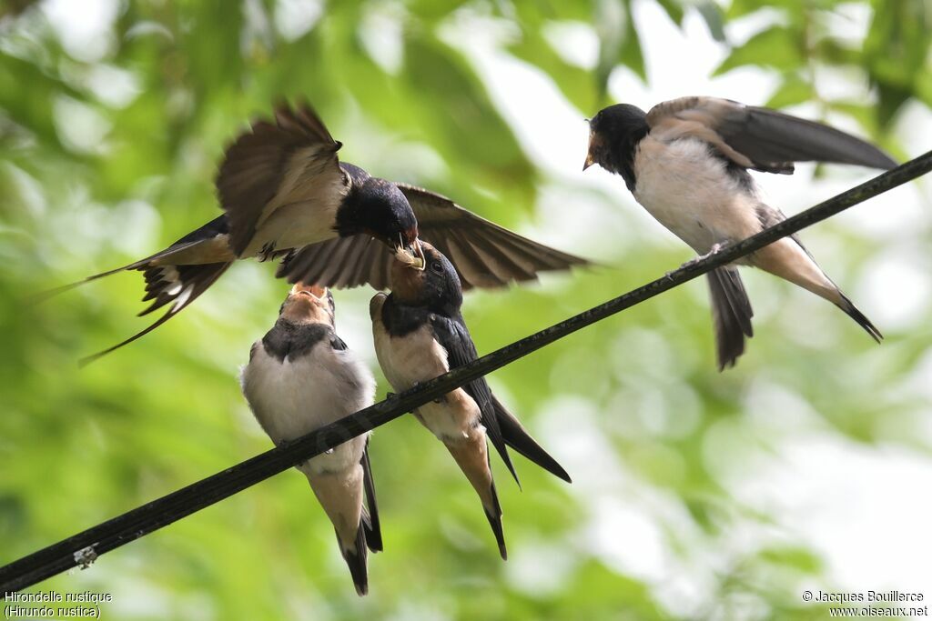 Barn Swallow