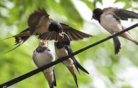 Barn Swallow