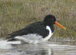 Eurasian Oystercatcher