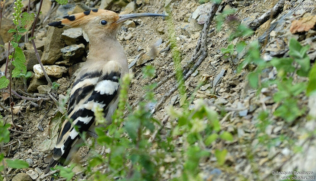 Eurasian Hoopoe