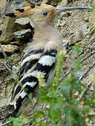 Eurasian Hoopoe