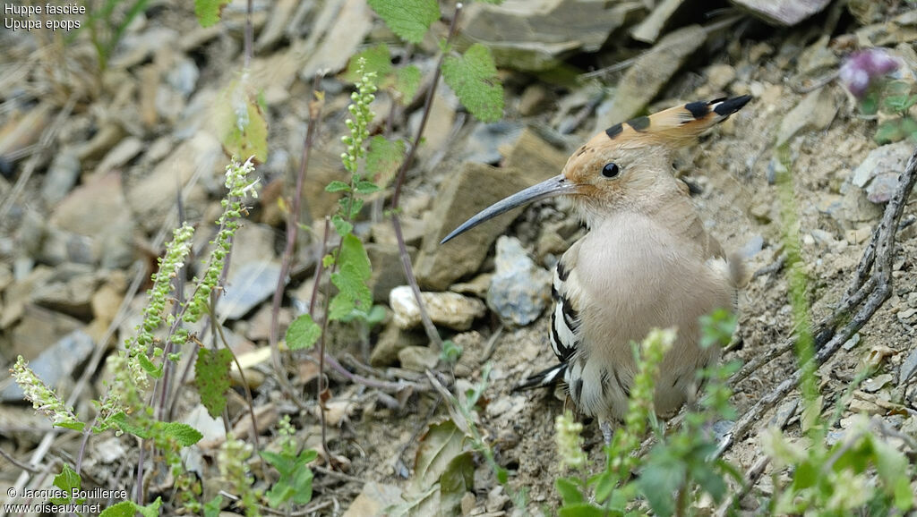 Eurasian Hoopoe