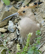 Eurasian Hoopoe