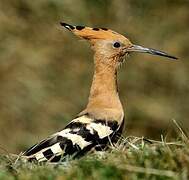 Eurasian Hoopoe