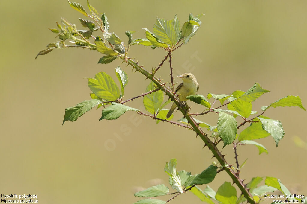 Melodious Warbler