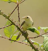 Melodious Warbler