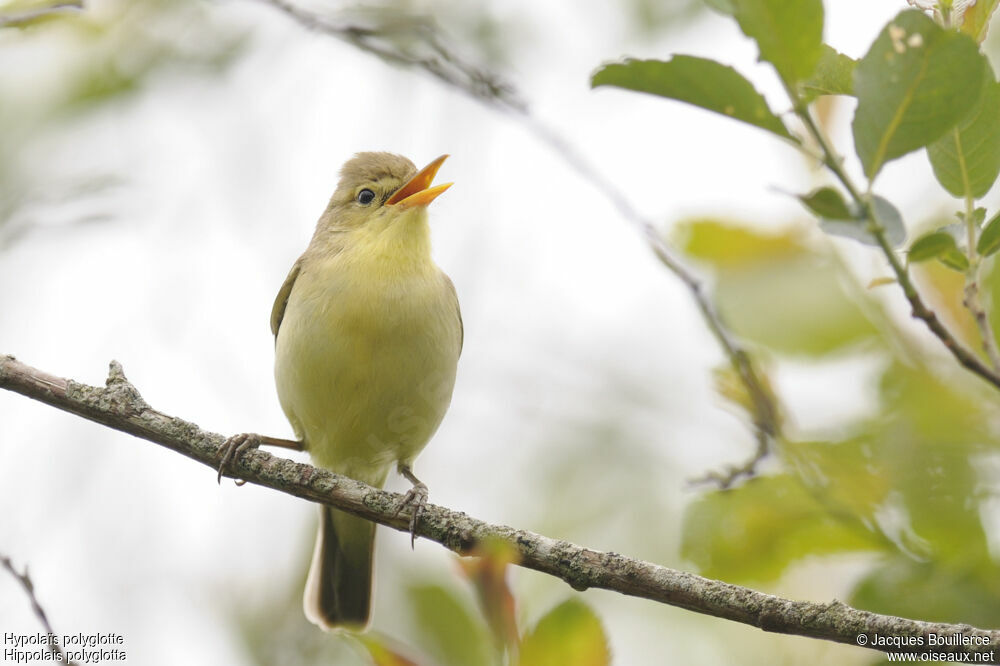 Melodious Warbler