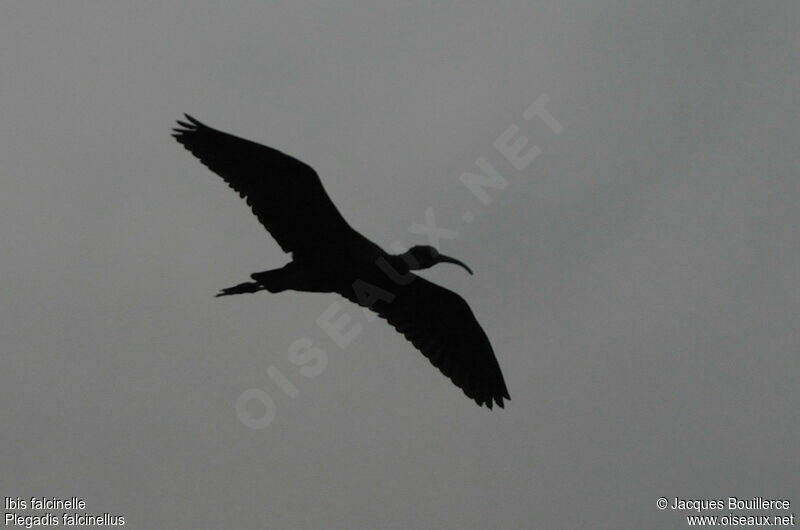 Ibis falcinelle